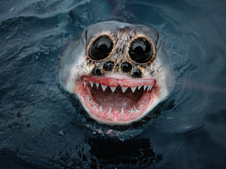 Illustration for article titled Common Animals Morphed Into Terrifying New Species